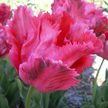 Tulipa 'Fantasy'