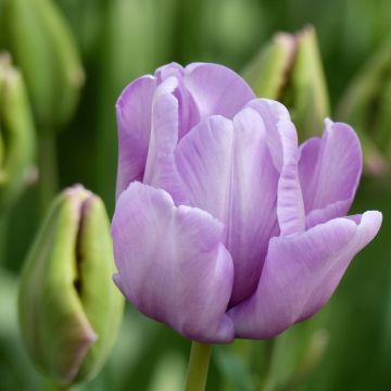 Tulipa James Last - Parrot Tulip