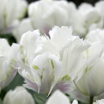 Tulipa 'White Lizzard'