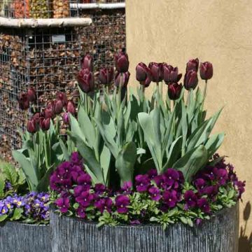Tulipa 'Recreado'