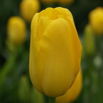 Tulipa 'Roi du Midi'