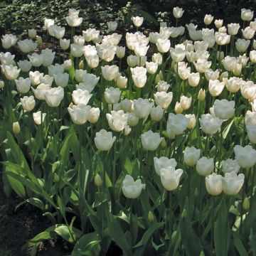 Tulipa Hibernia - Triumph Tulip