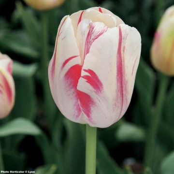 Tulipa Sorbet - Early simple Tulip