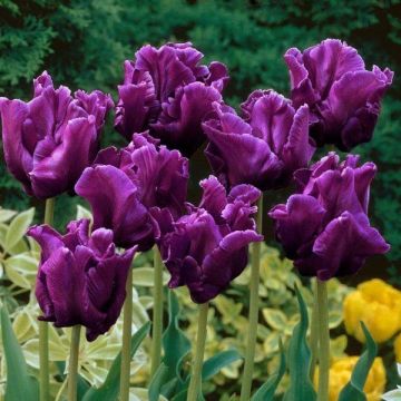 Tulipa Victorias Secret - Triumph Tulip
