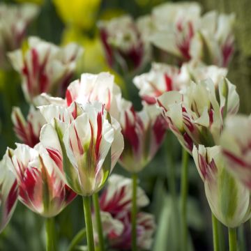 Tulipa viridiflora Flaming Spring Green
