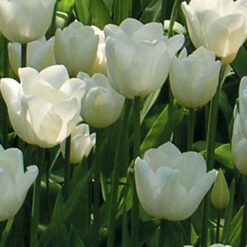 Tulipa White Dream - Triumph Tulip