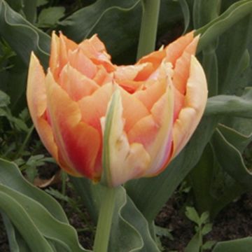 Tulipa Willem van Oranje- Double Early Tulip