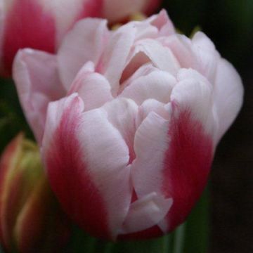 Tulipa 'Wirosa'
