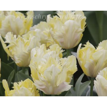 Tulipa 'Crème Lizzard'