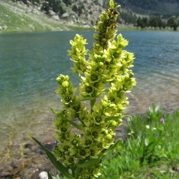 Veratrum album
