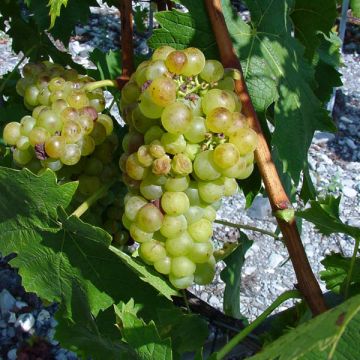 Vitis vinifera Muscat Vine champion - Grape vine