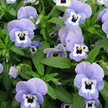 Viola cornuta XP Sorbet Marina - Horned pansy