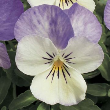 Viola cornuta Azure Wing - Horned pansy