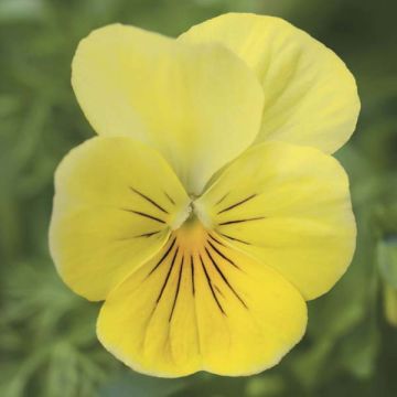 Viola cornuta Yellow - Horned pansy