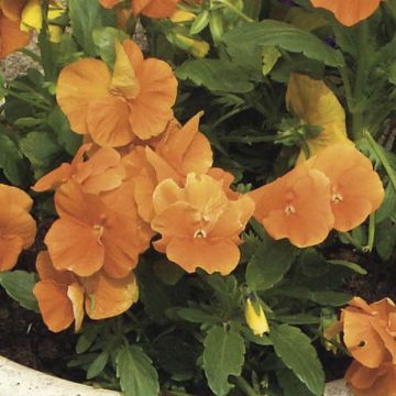 Viola cornuta Orange - Horned pansy