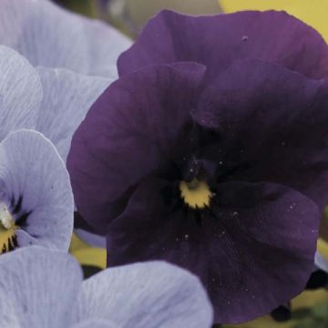 Viola cornuta Violet - Horned pansy