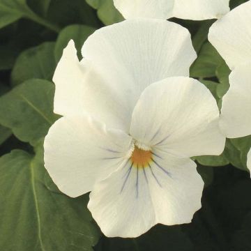 Viola x wittrockiana White - Pansy