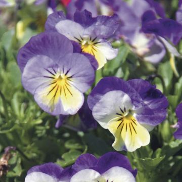 Viola x wittrockiana Yellow and Blue - Pansy
