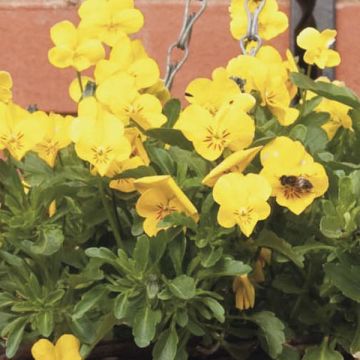 Viola x wittrockiana Viola retombante jaune d'or