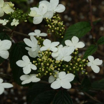 Viburnum plicatum Watanabe