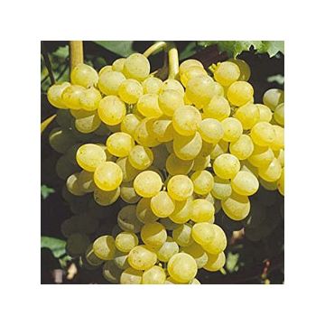 Vitis vinifera Palatina - Grape Vine