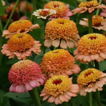 Zinnia elegans Zinderella Peach Seeds