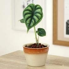 Alocasia Dragon Scale - Elephant's Ear