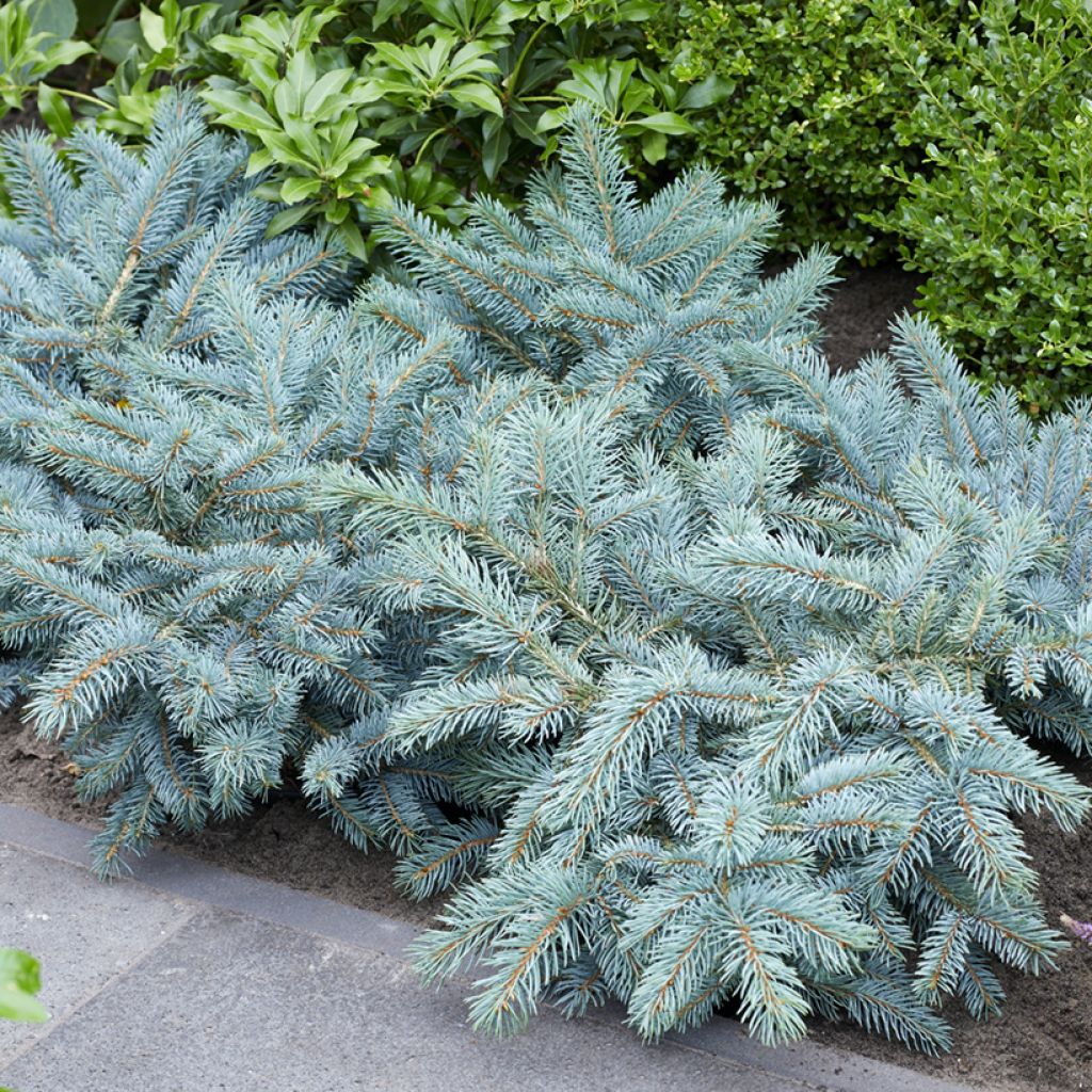 Picea pungens Karpaten