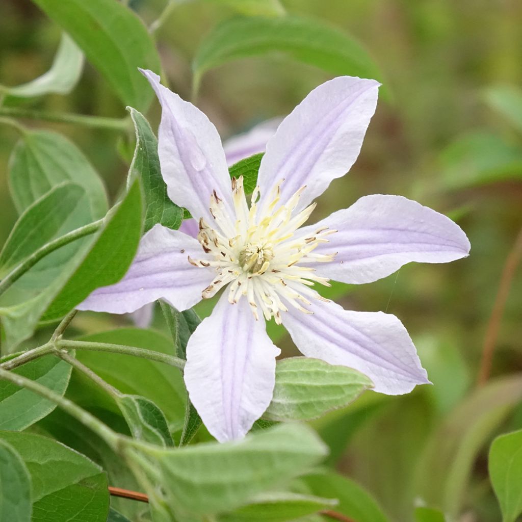 Clematis diversifolia River Star