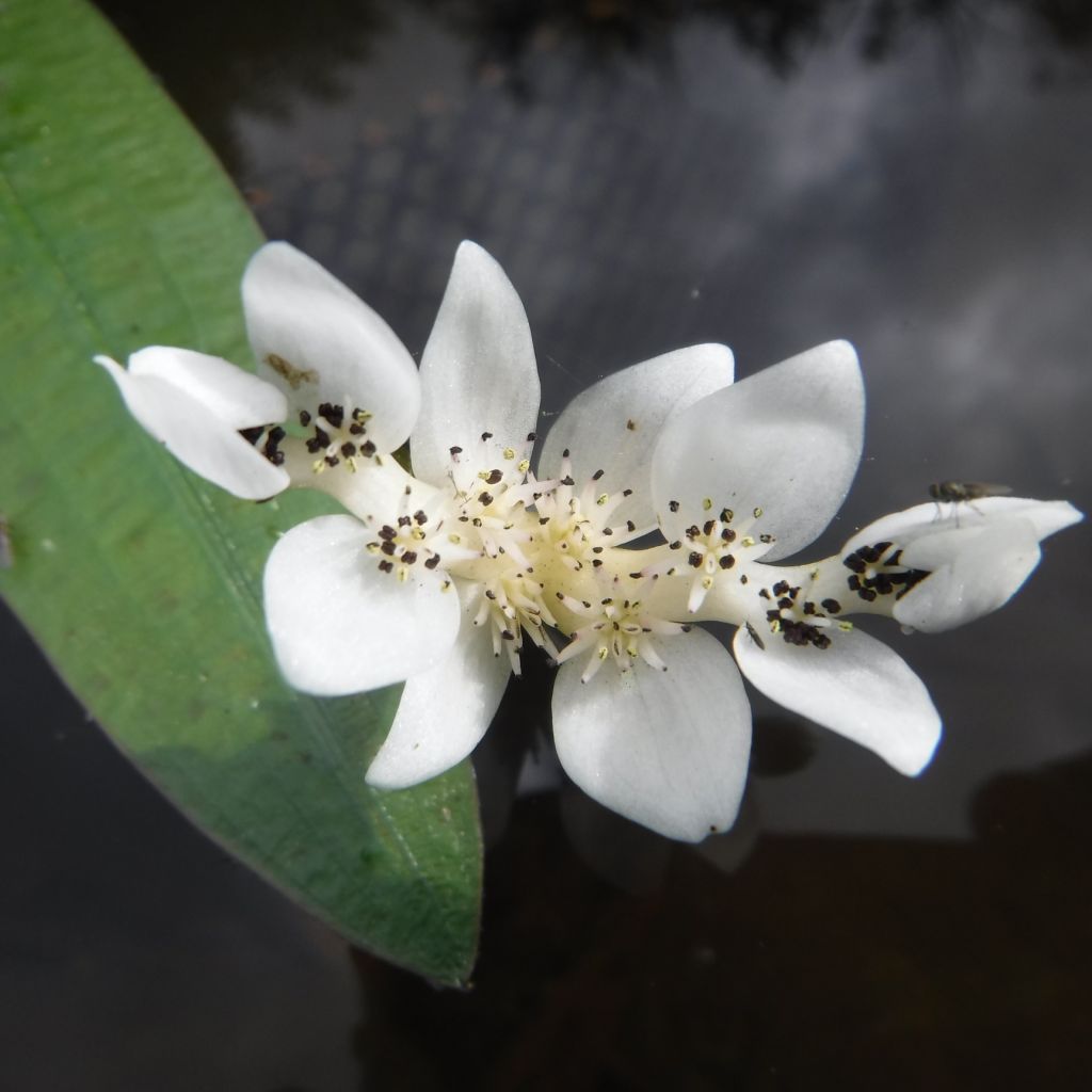 Aponogeton distachyos