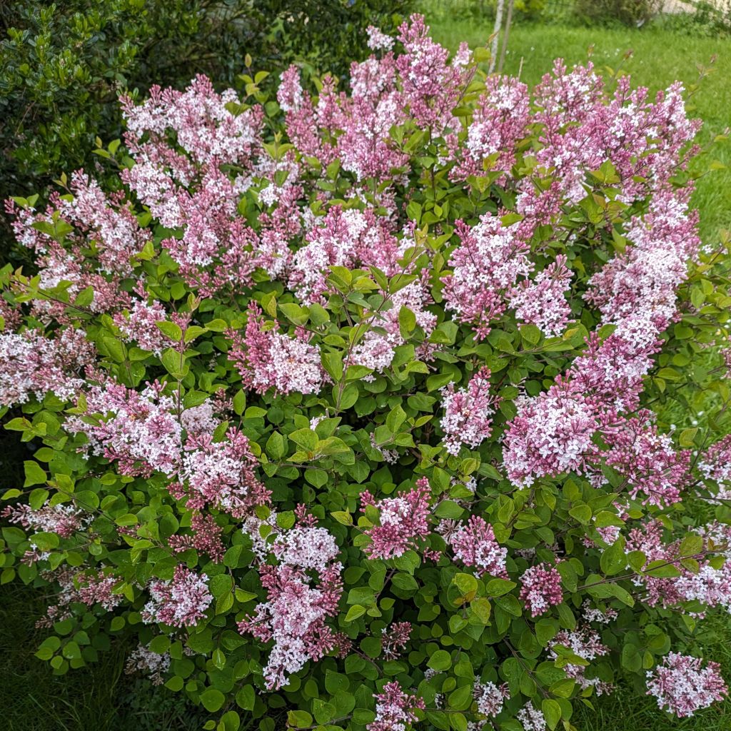 Syringa Pink Perfume - Lilac