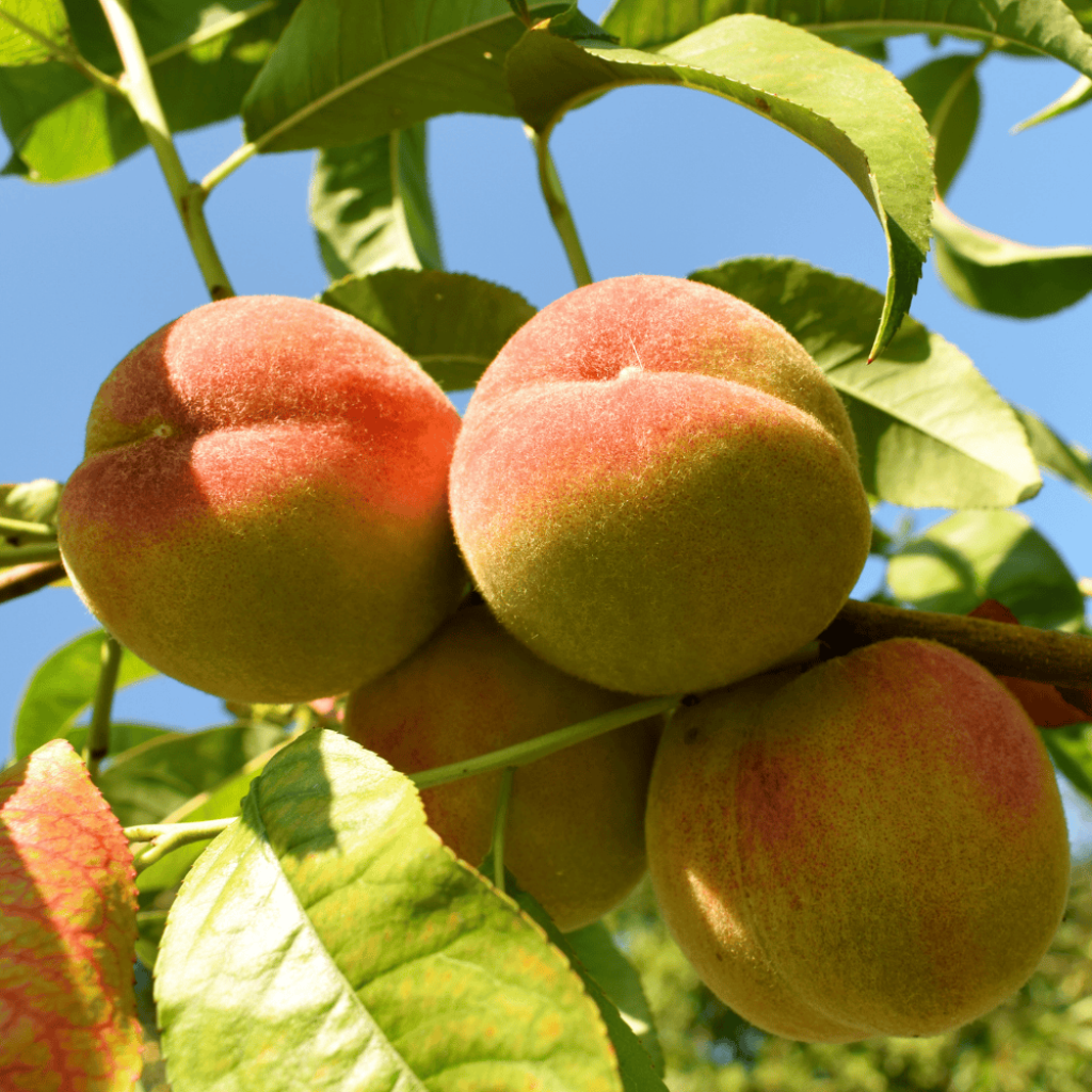 Prunus Nectarose - Nectarine tree