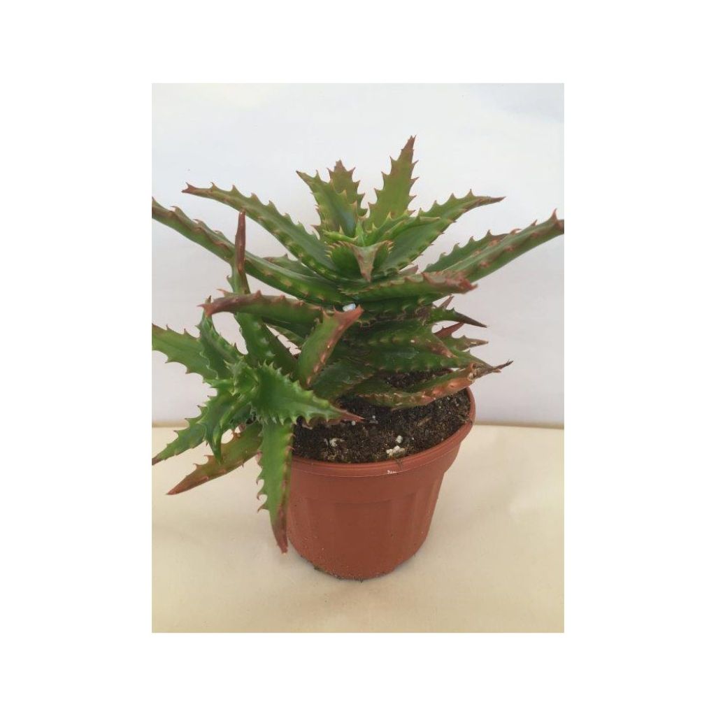Aloe morogoroensis 
