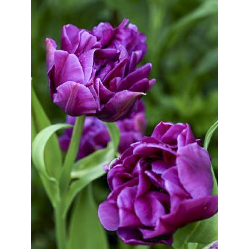 Tulipa Purple Pion- Double Early Tulip