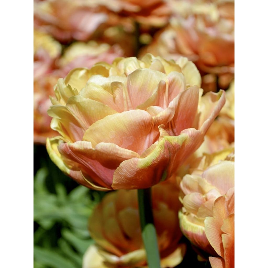 Tulipa Copper Image- Double Early Tulip