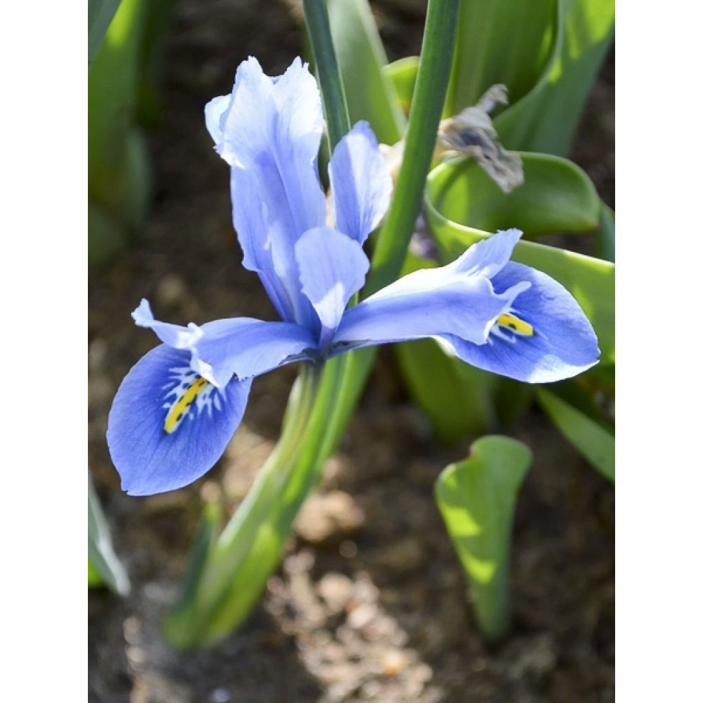 Iris reticulata Cantab - Netted iris