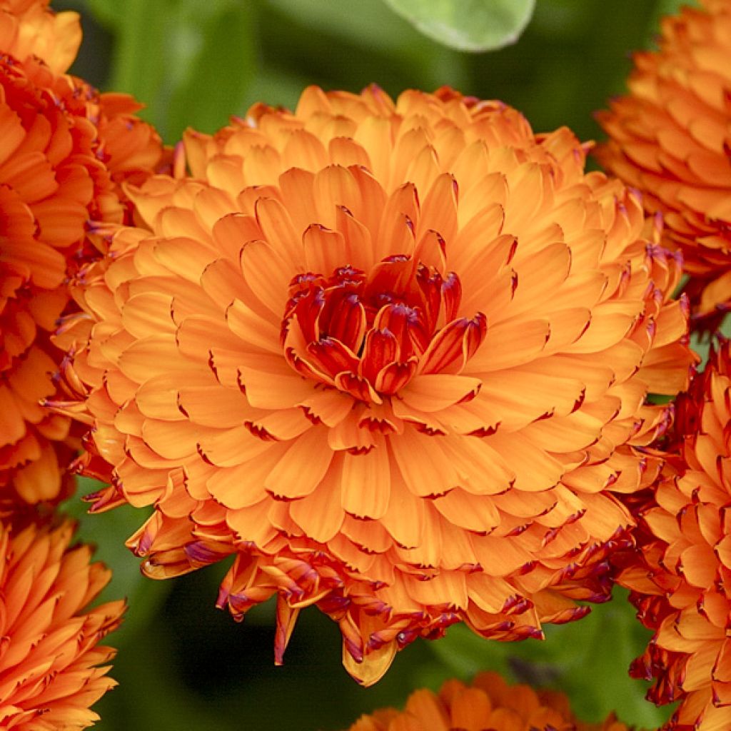 Calendula officinalis Neon Seeds - Pot Marigold