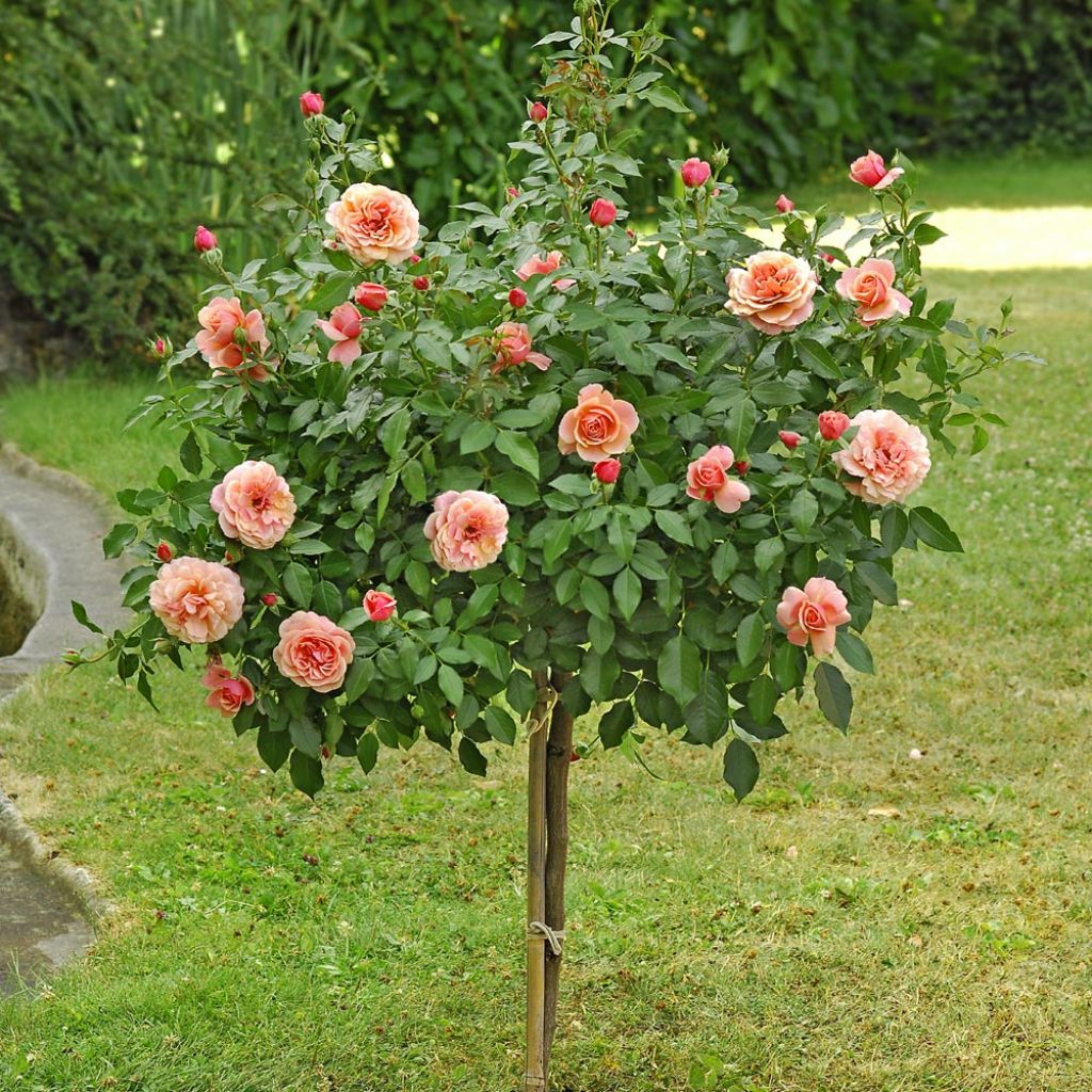 Rosa Botticelli Meisylpho - Standard Rose