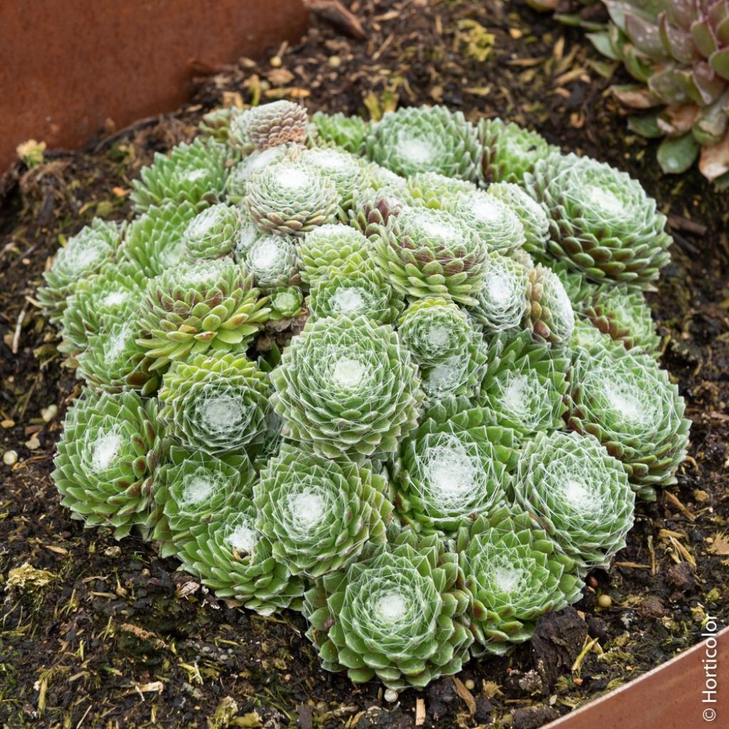 Sempervivum Chick Charms Cotton Candy