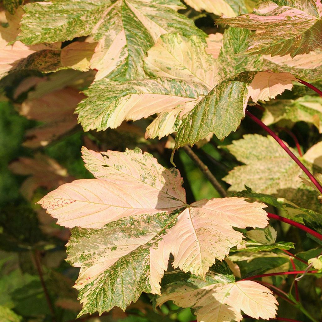 Acer pseudoplatanus Simon-Louis Frères - Sycamore maple