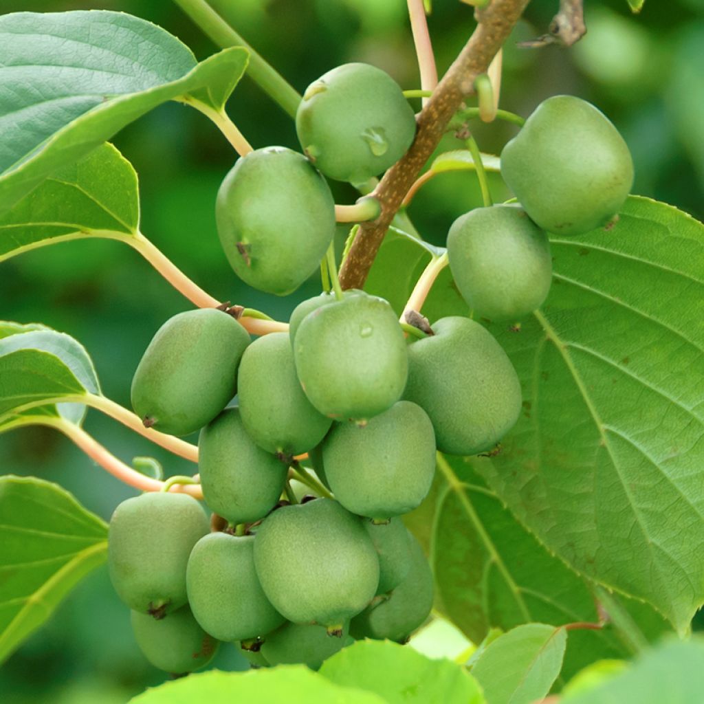 Actinidia arguta Fresh Jumbo