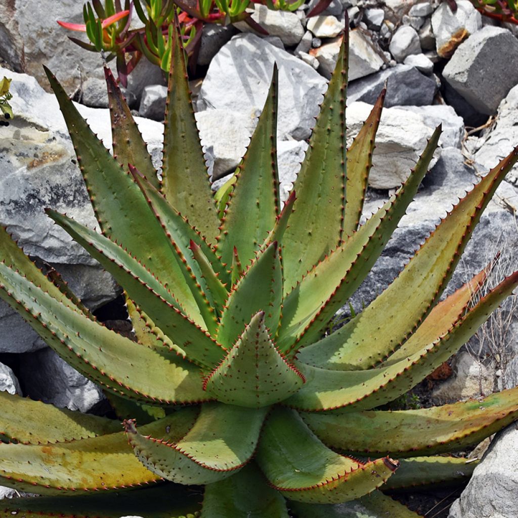 Aloe ferox 