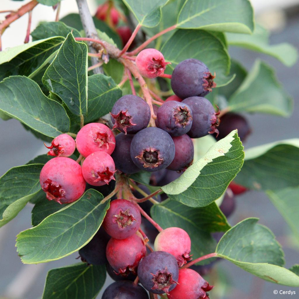 Amelanchier alnifolia Martin