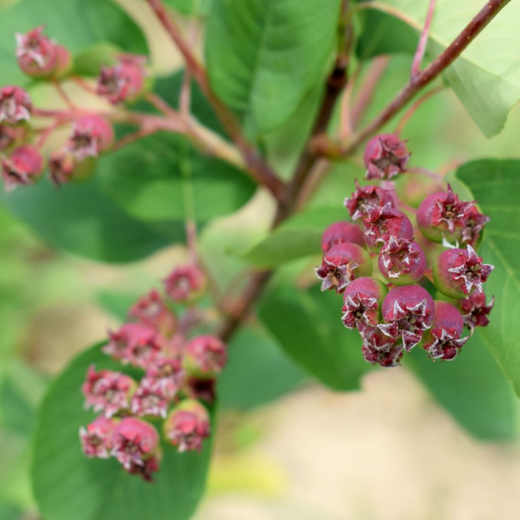 Amelanchier alnifolia Martin