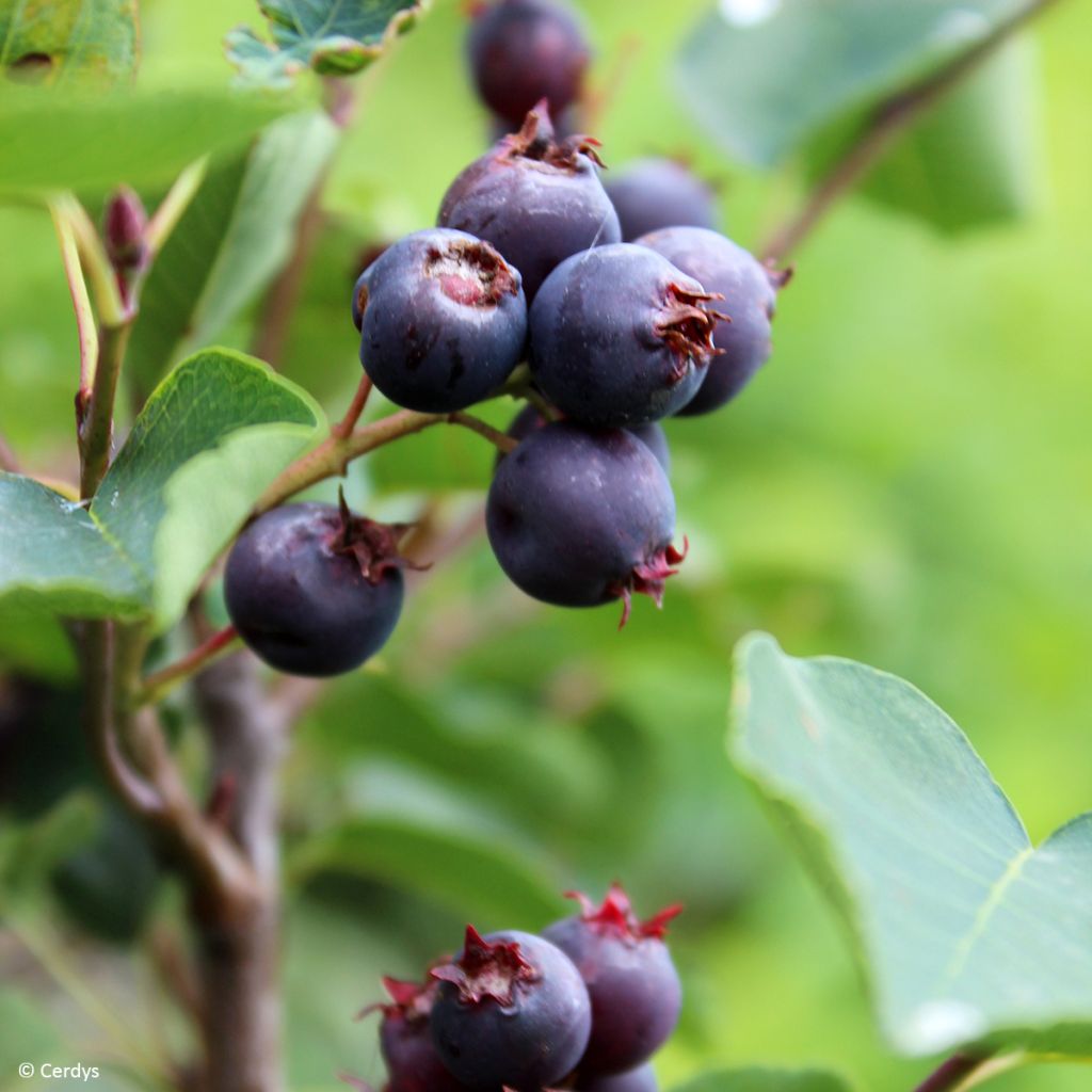 Amelanchier alnifolia Saskablue