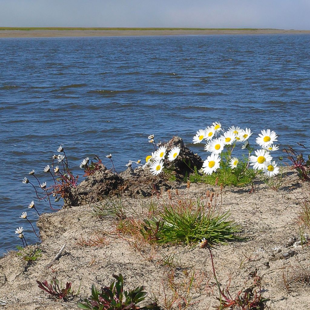 Arctanthemum arcticum - Arctic Daisy