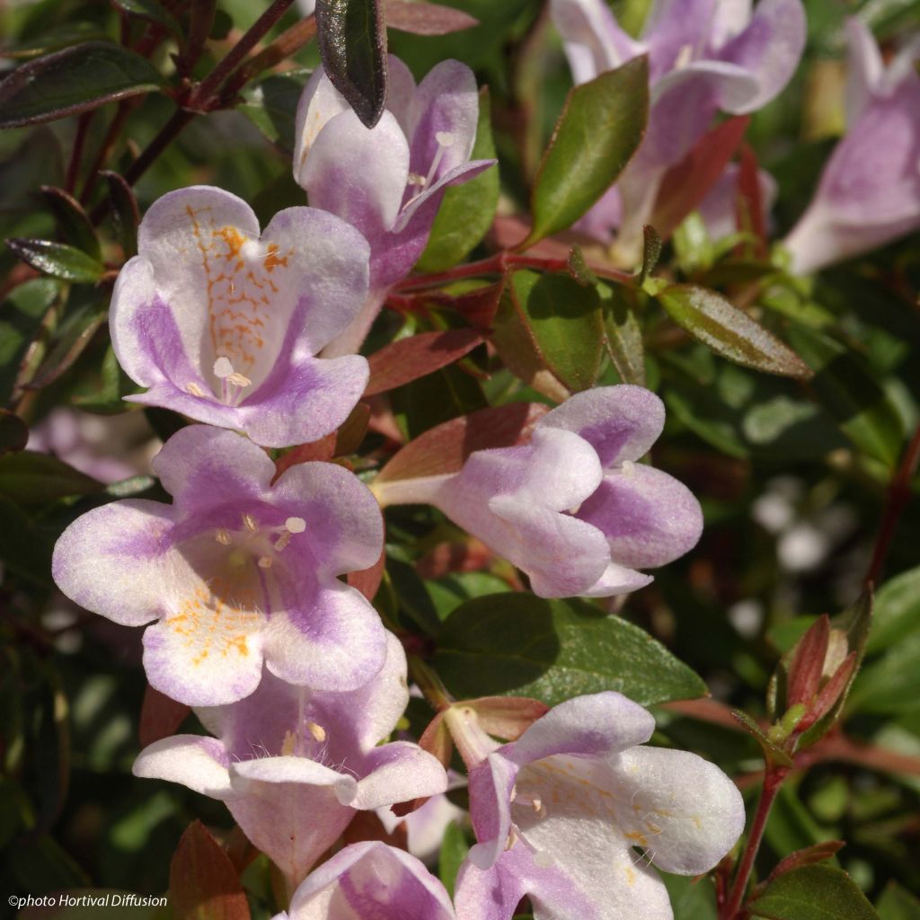 Abelia x grandiflora Pastel Charm® Minduo2