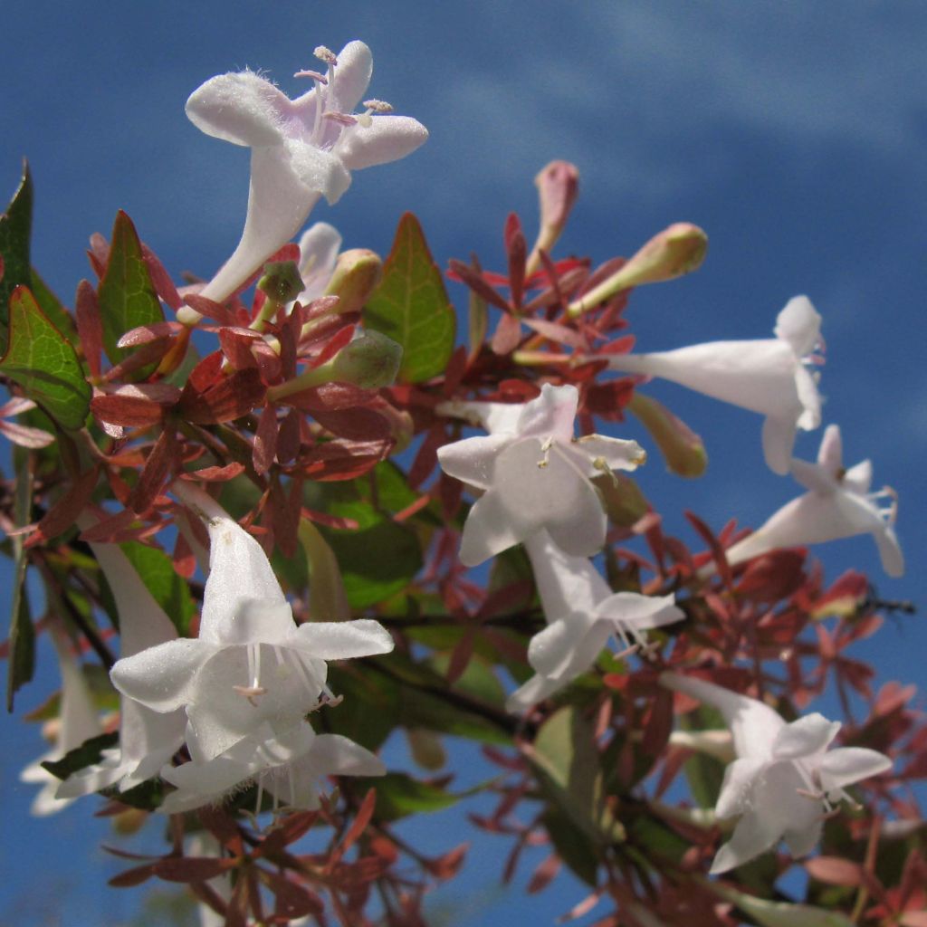 Abelia grandiflora - Abelia with large flowers