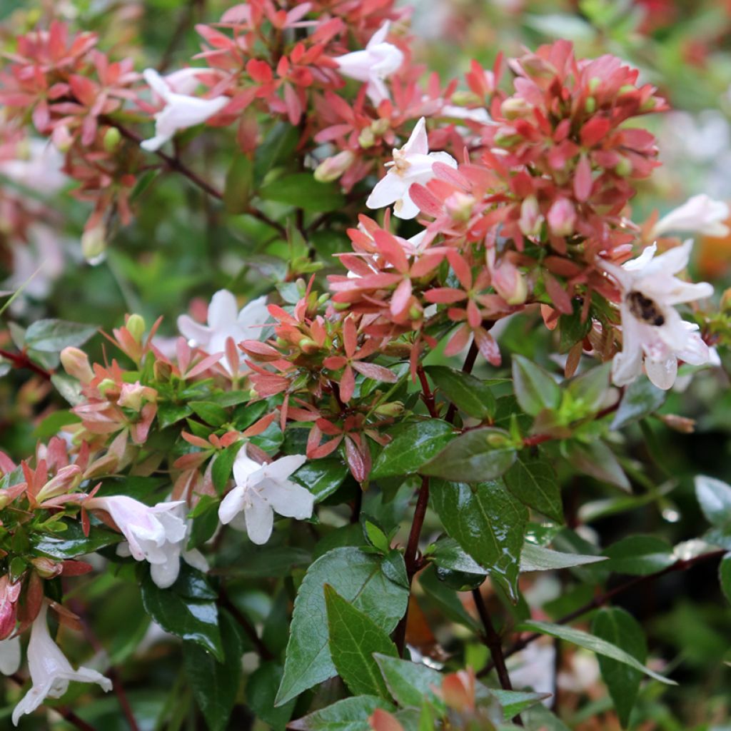 Abelia grandiflora - Abelia with large flowers