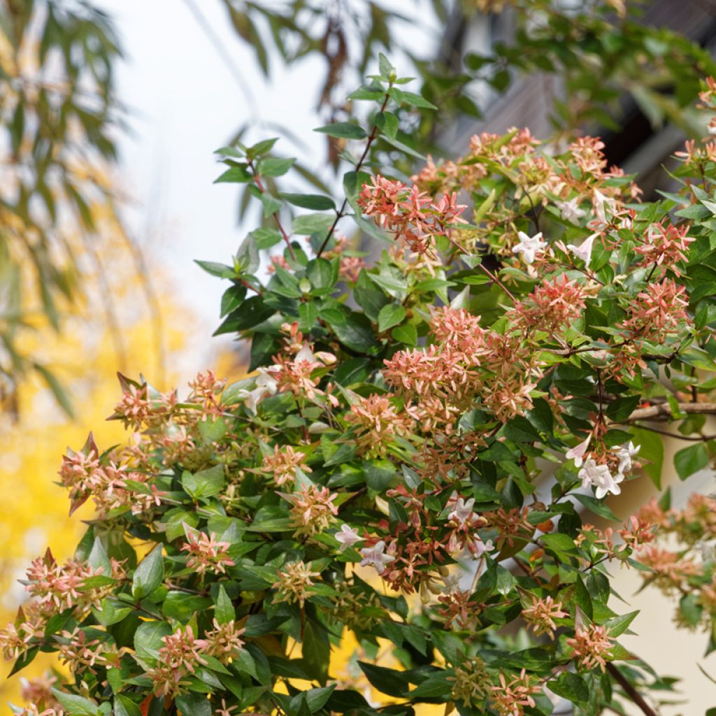 Abelia grandiflora - Abelia with large flowers